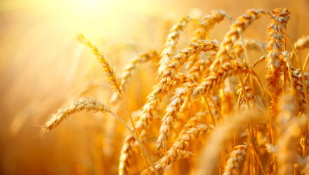 wheat investing
