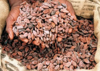 cocoa markets icon